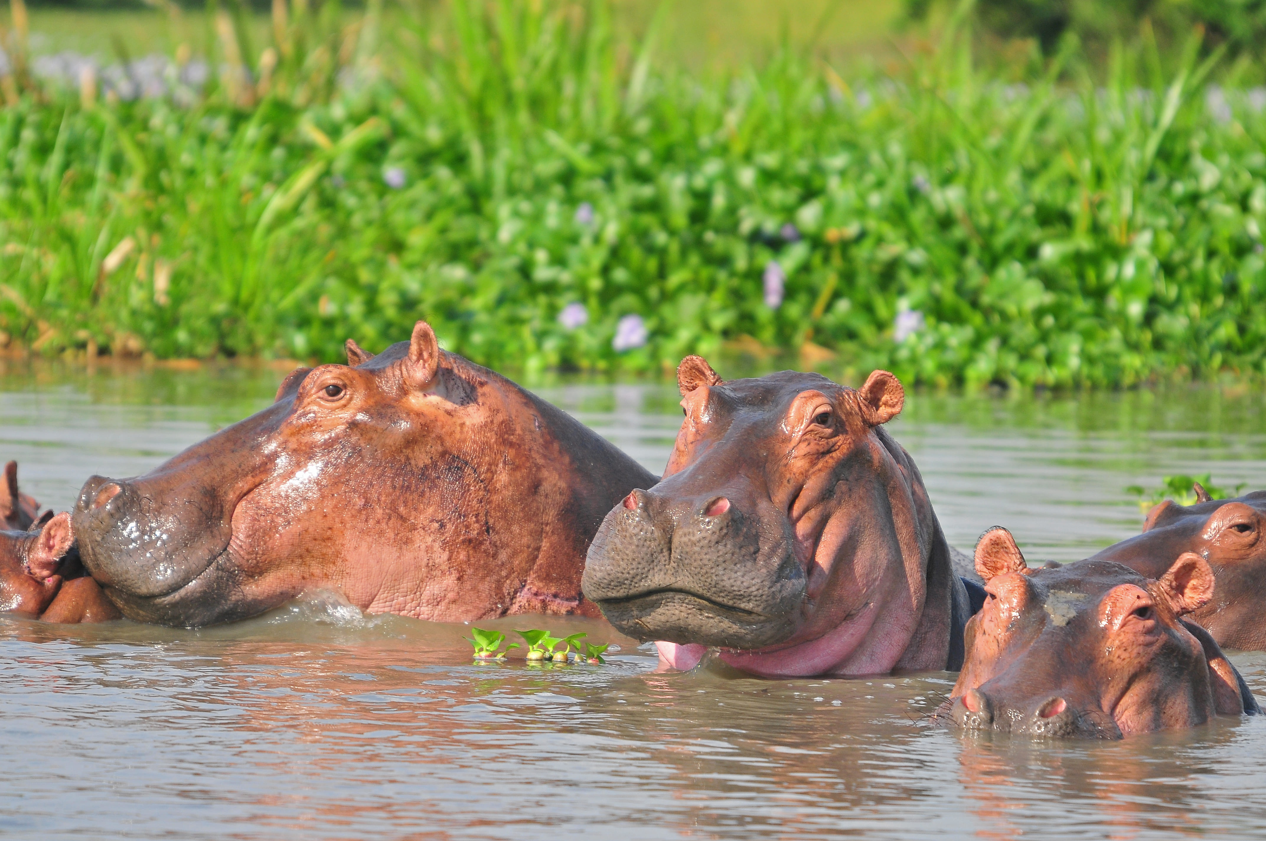 Murchison Falls National Park