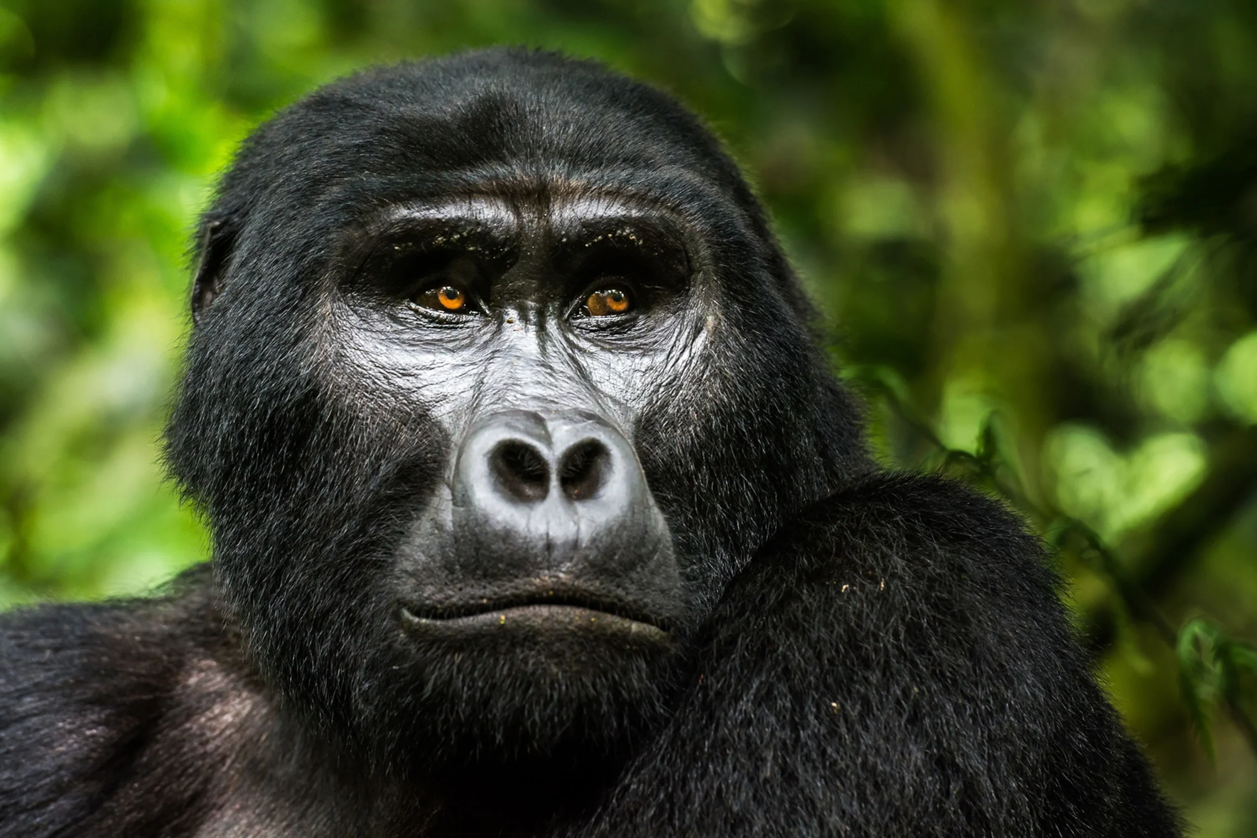 Mgahinga Gorilla National Park