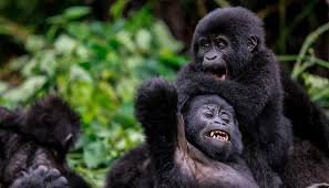 9-Day Uganda Honeymoon Safari and Gorilla Encounter