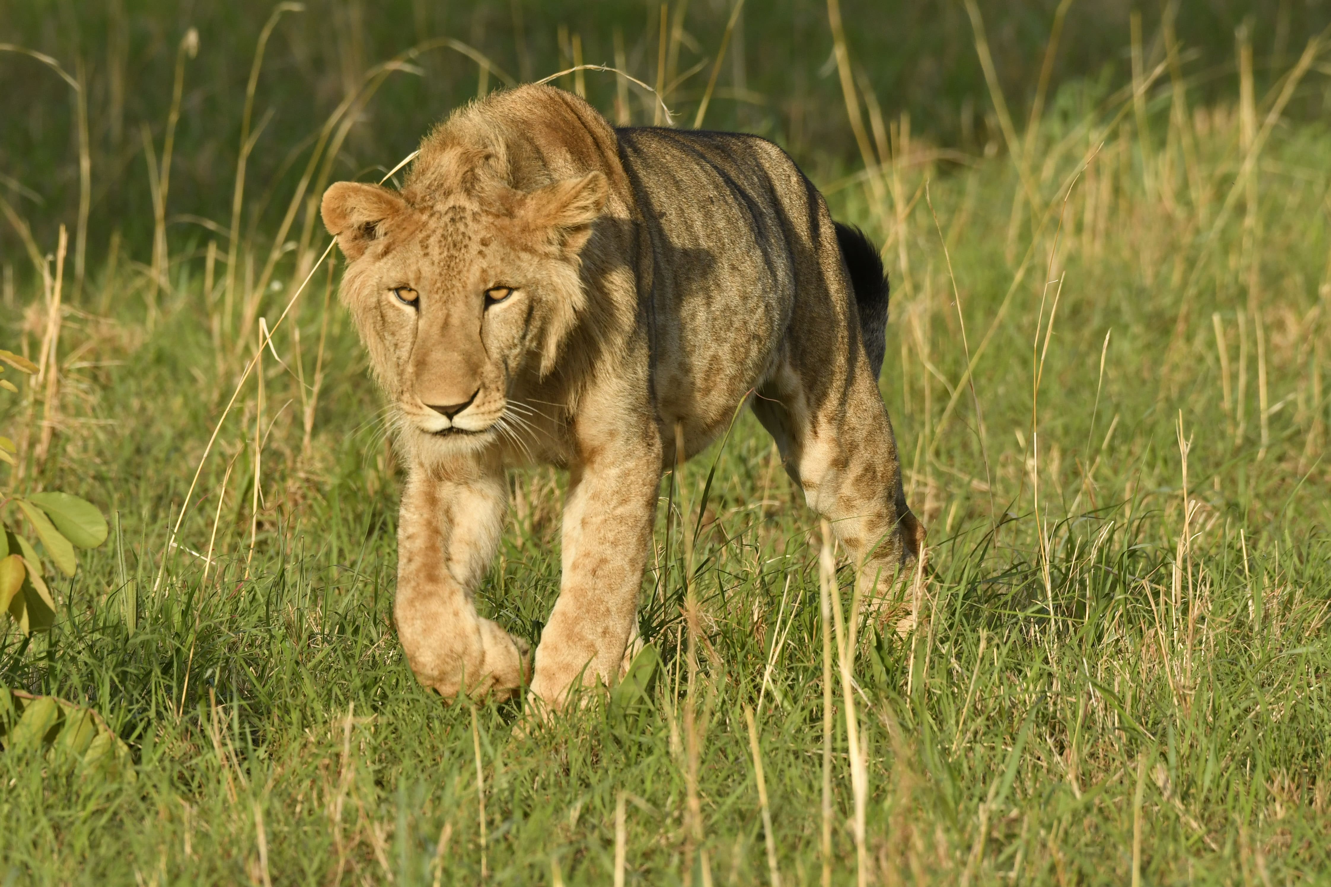 3 Day Queens Realm Safari.