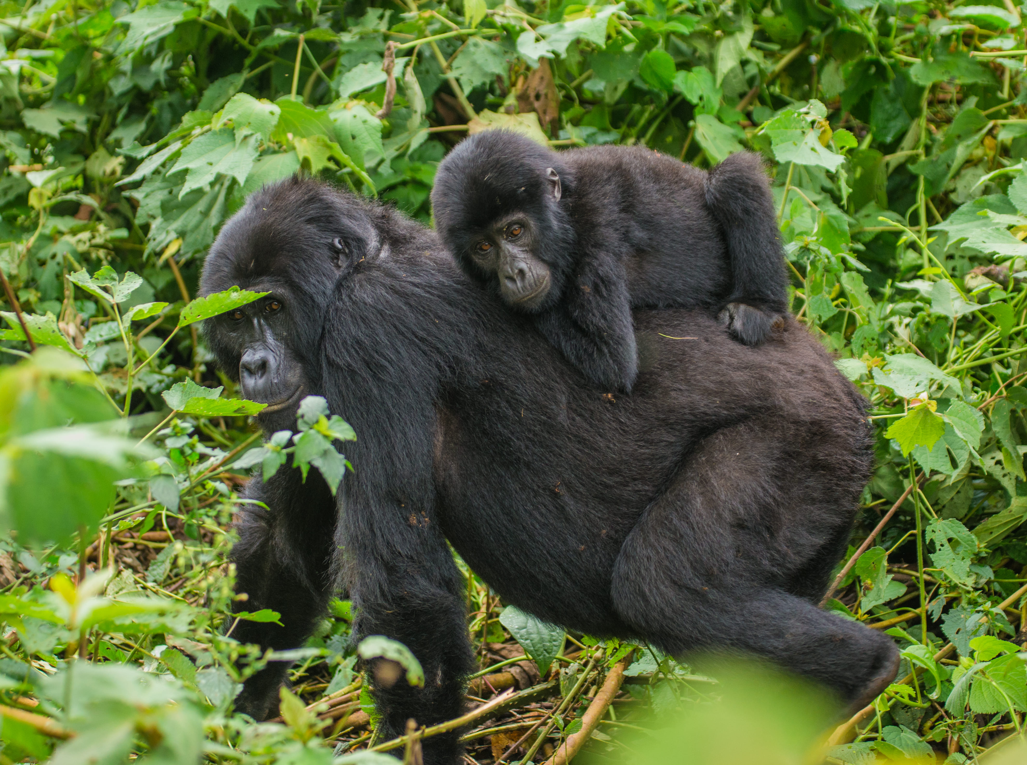 14 Days Uganda Luxury Safari and Gorilla Adventure