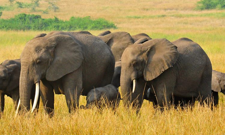 11 Day Ultimate Rwanda - Uganda Safari Adventure