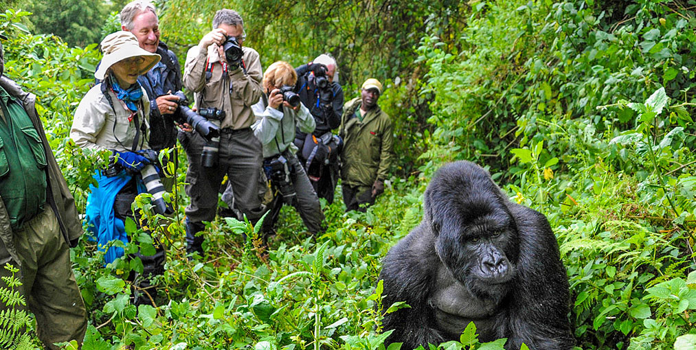 8 Day Rwanda and Uganda Cross Border Exploration