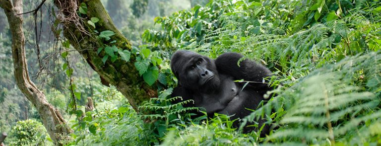 3 Day Rwanda and Gorilla Trekking Safari.