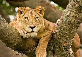 7 Day Lion's Roar Expedition and Gorilla Tour Experience