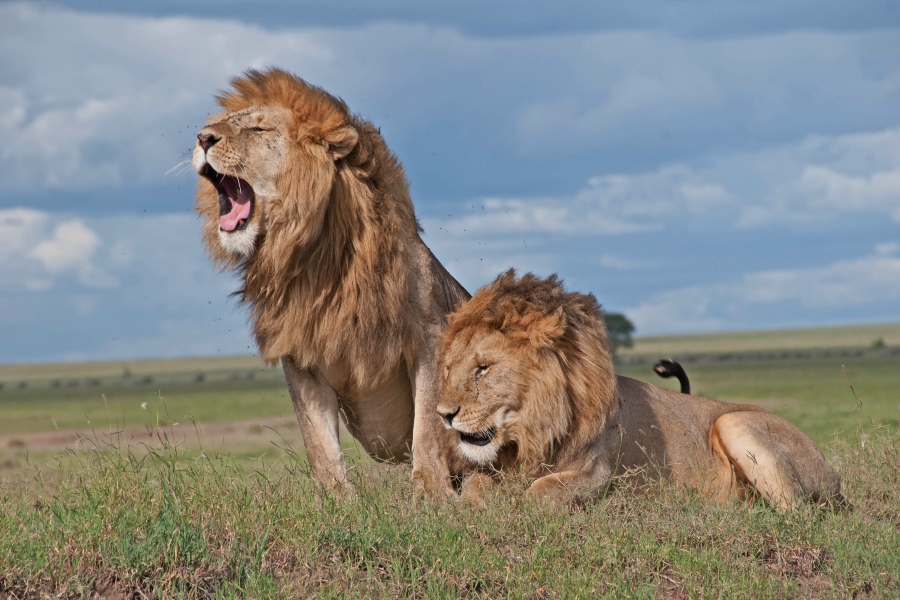 5-Day Kenya Wildlife Safari