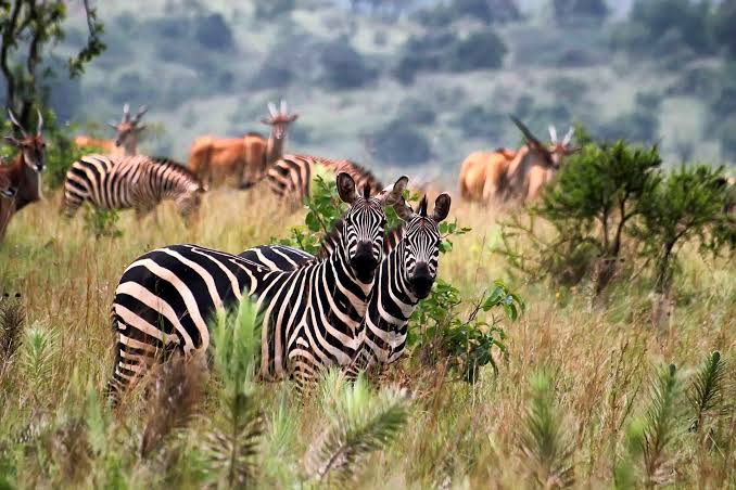 4- Day Rwanda Gorilla Trekking and Wildlife Game Drives