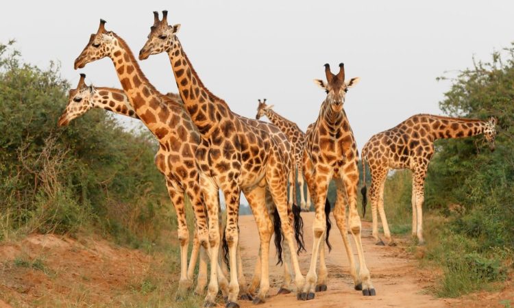 5 Day The True African Wilderness Kidepo Valley National Park