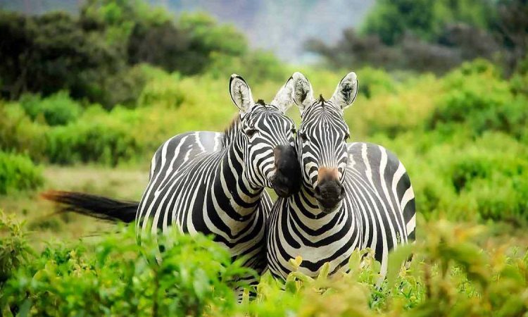 4 Day Brief Trip to Experience Gorilla Magic in Bwindi