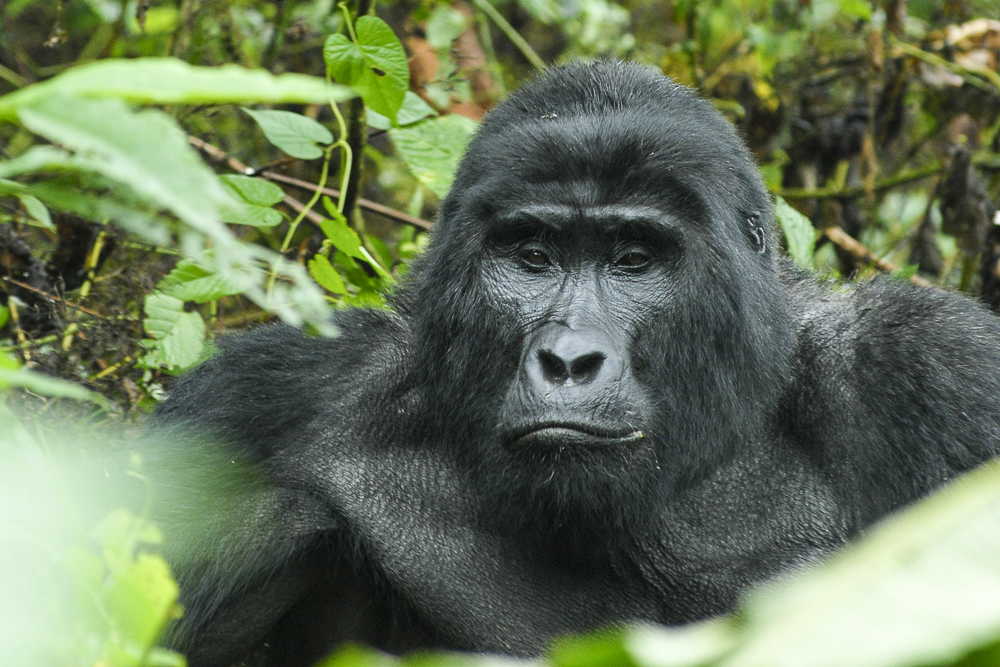 8 Day Rwanda - Uganda Primates and Wildlife Adventure