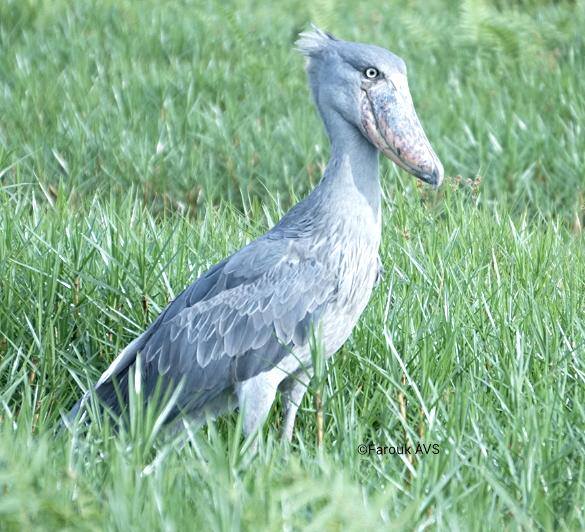 Uganda’s Birding Paradise: A Haven for Avian Enthusiasts