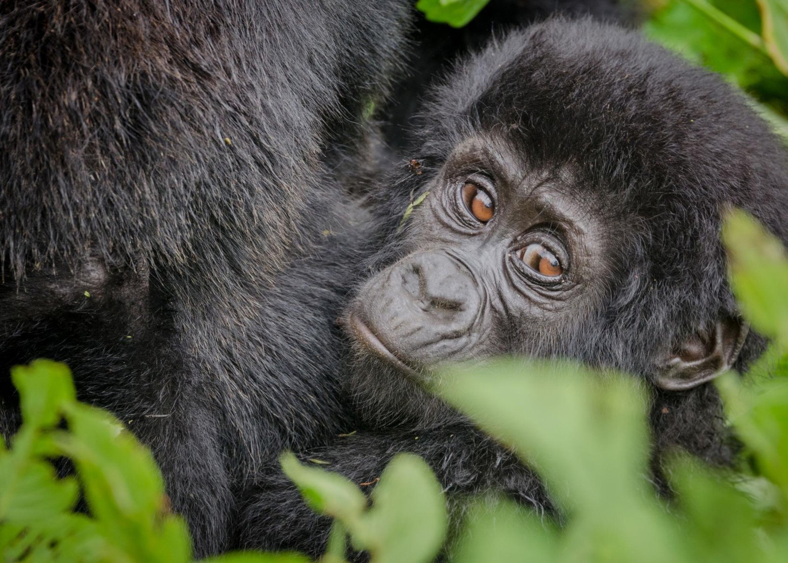 What to Pack for Gorilla Trekking in Uganda