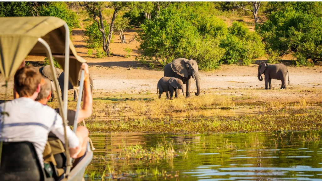 A group of tourists watching elephants