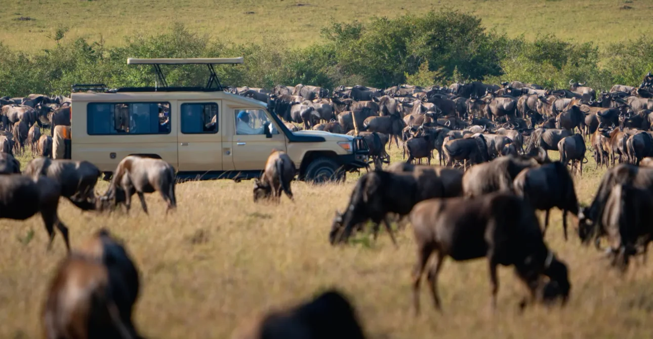 Tanzania’s Great Migration: Witness Nature’s Spectacle