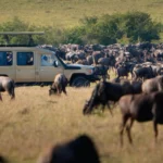 Tanzania’s Great Migration Witness Nature’s Spectacle