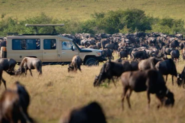 Tanzania’s Great Migration Witness Nature’s Spectacle