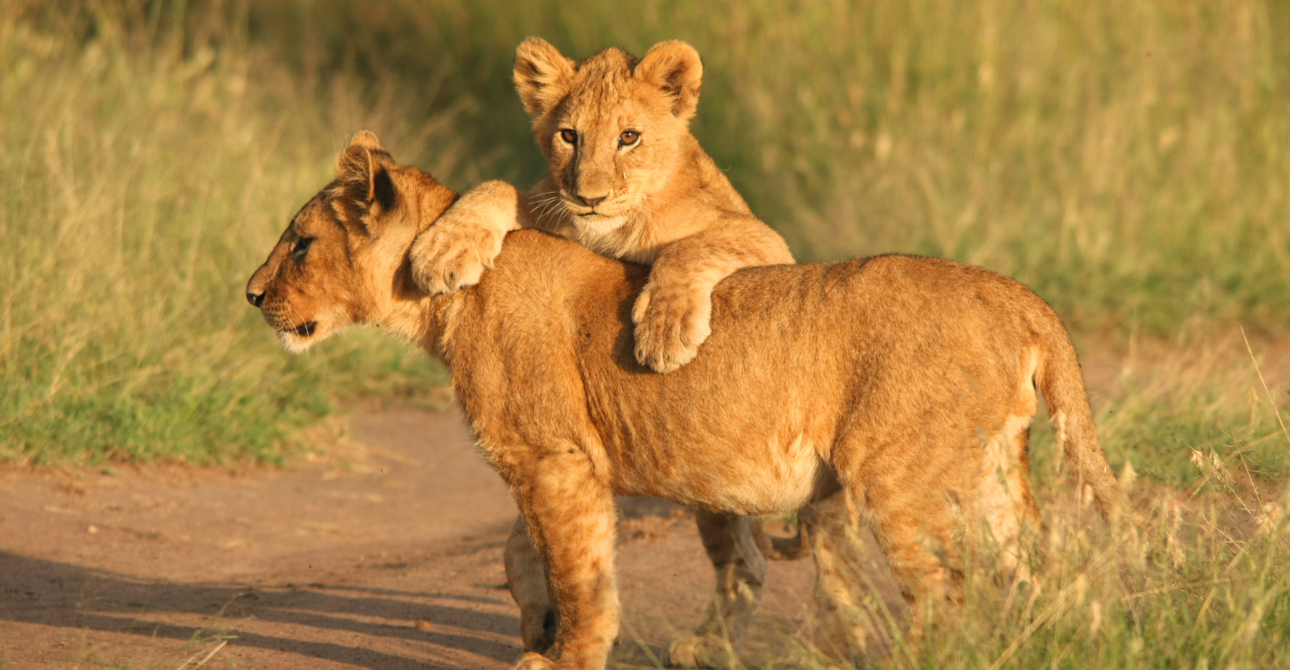 10-Day Comfortable Safari Discovery: Highlights of Kenya