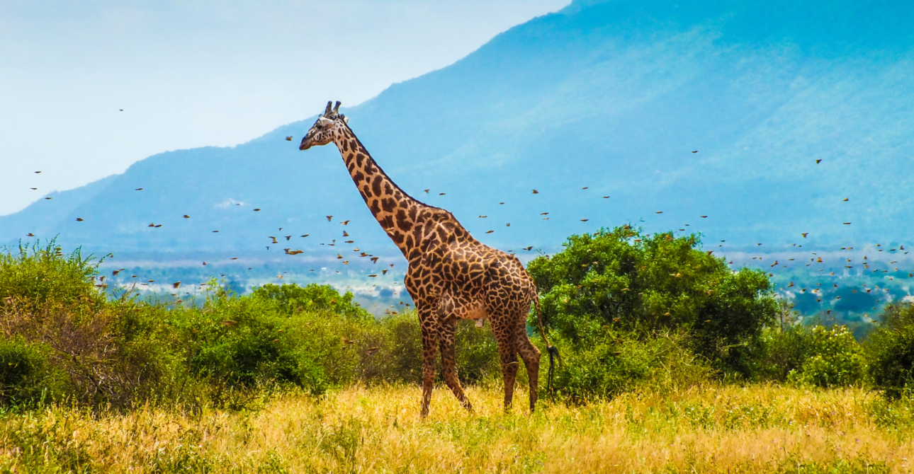 4-Day Kenya Wilderness Expedition: Wildlife Safari