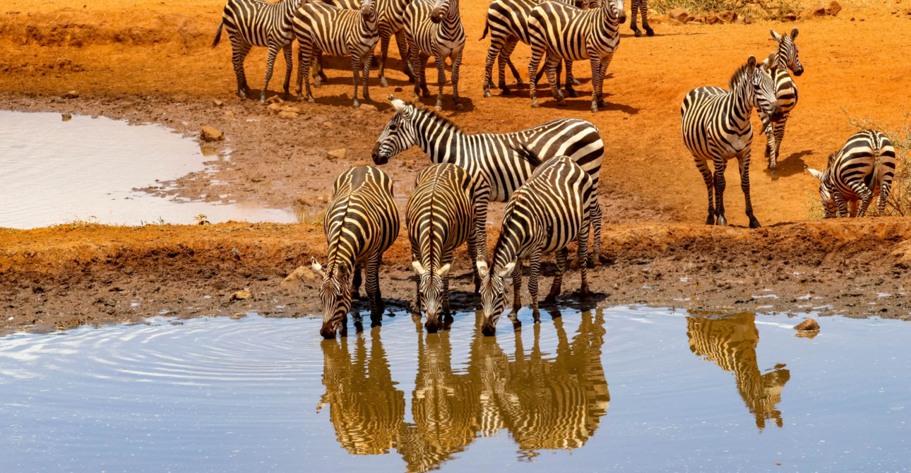 10 Must-Visit National Parks in East Africa