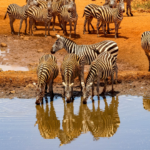 7-Day-Iconic-Kenya-Safari-Midrange-Classic-Safari, Amboseli National Park, Lake Nakuru, Maasai Mara
