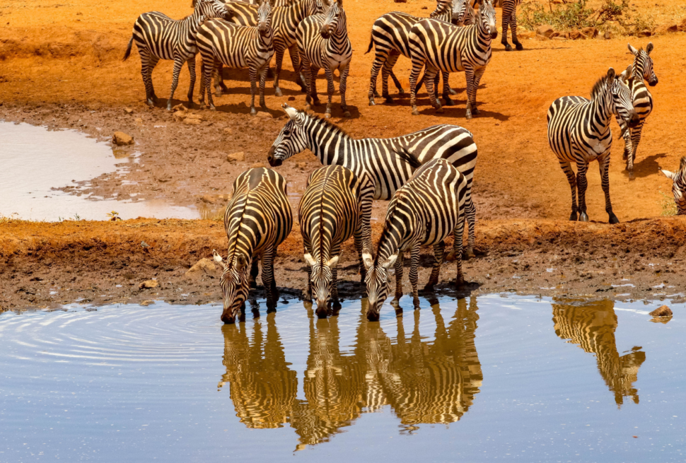 7-Day-Iconic-Kenya-Safari-Midrange-Classic-Safari, Amboseli National Park, Lake Nakuru, Maasai Mara