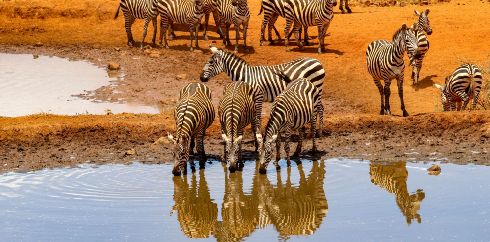 7-Day-Iconic-Kenya-Safari-Midrange-Classic-Safari, Amboseli National Park, Lake Nakuru, Maasai Mara