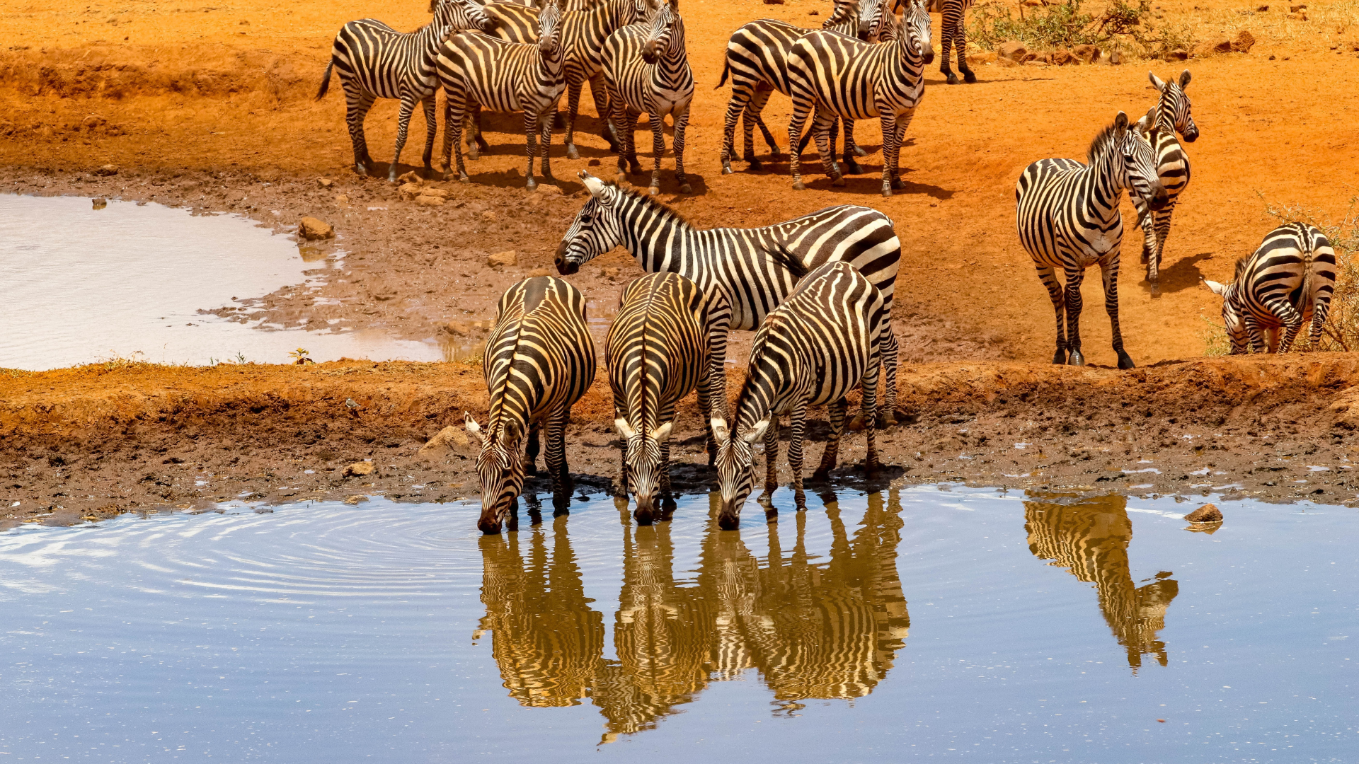 7-Day-Iconic-Kenya-Safari-Midrange-Classic-Safari, Amboseli National Park, Lake Nakuru, Maasai Mara