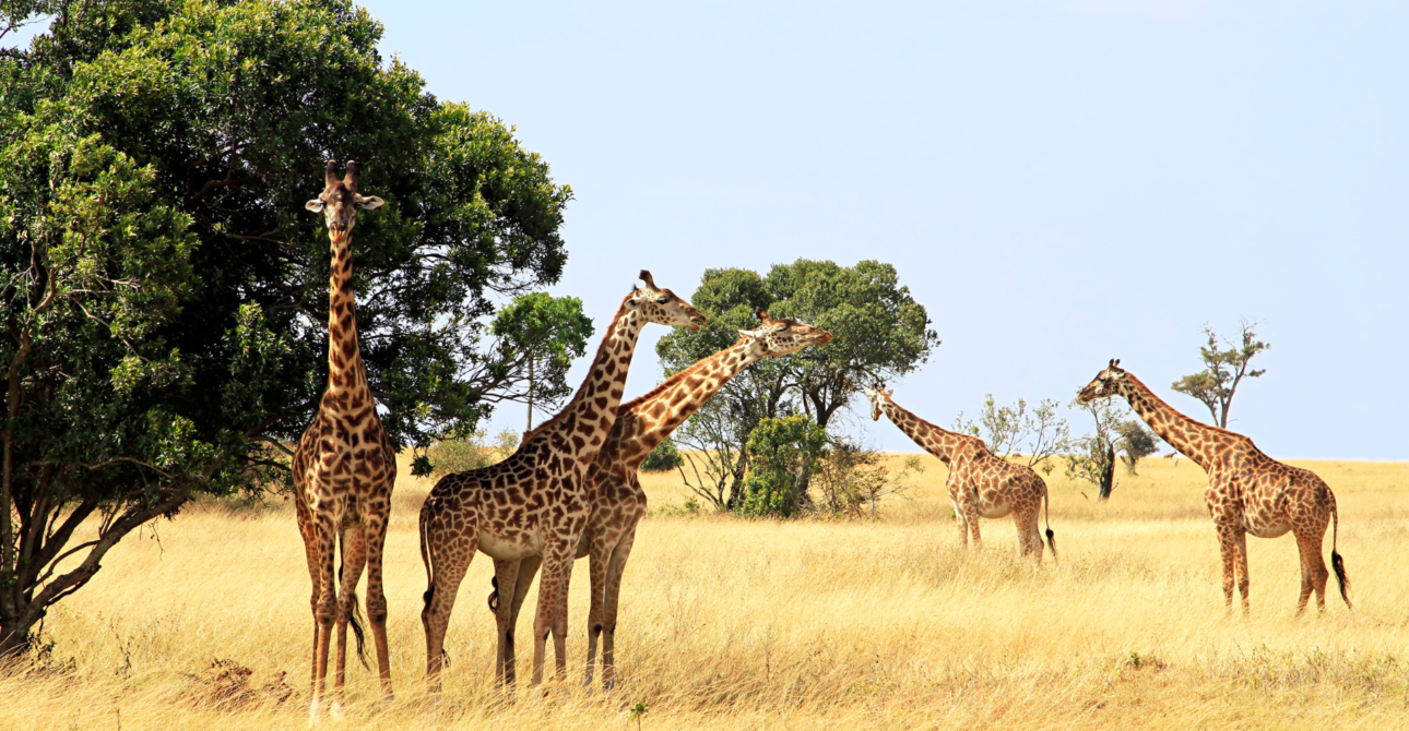 8-Day Magical Kenya Wilderness: Wildlife Safari