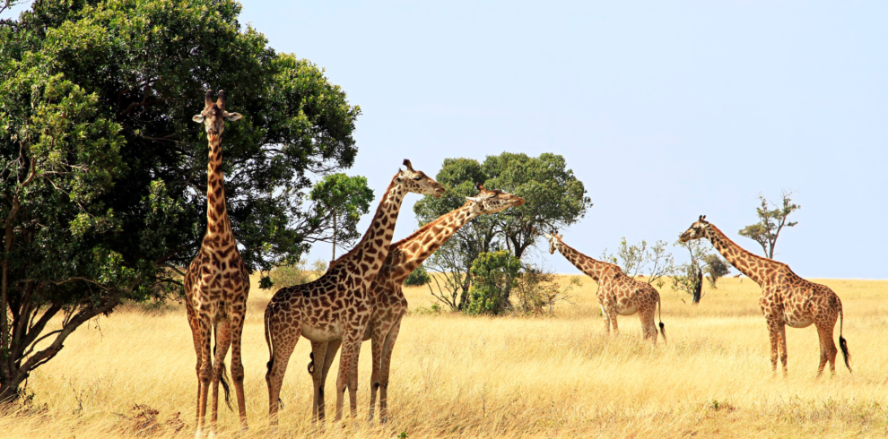 8 Day Magical Kenya Wilderness, Amboseli, Lake Nakuru, Maasai Mara