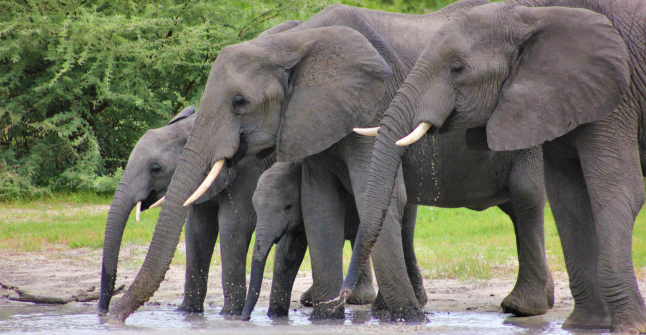 1-Day Tarangire Excursion: National Park Adventure