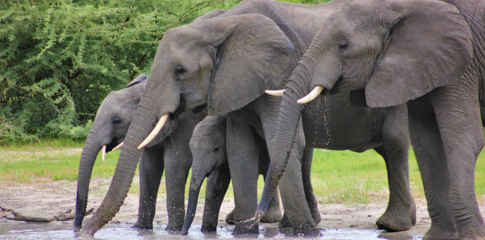 A Picture of elephants drinking water, Tarangire National Park, Tanzania