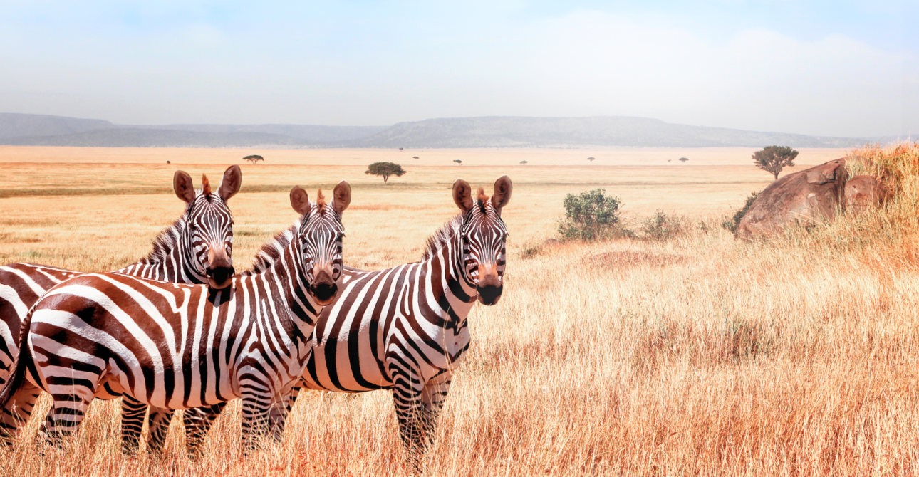 2-Day Thrilling Tanzania Safari: Wildlife Adventure