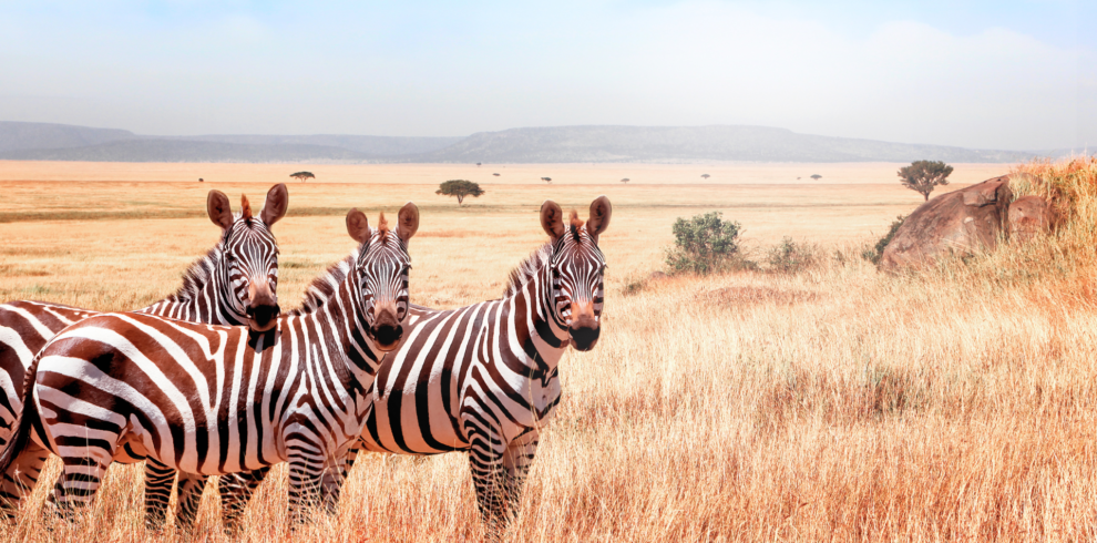 A Picture of zebras, Tarangire National Park, Tanzania