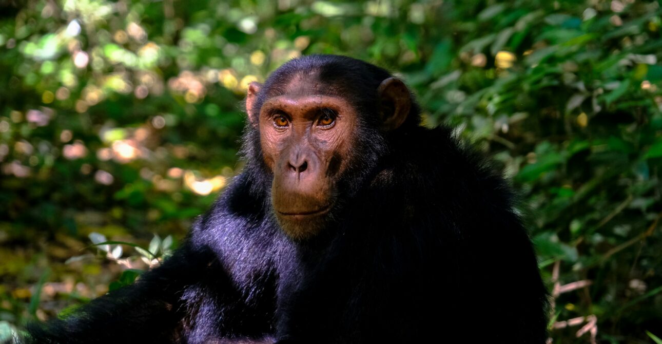 3-Day Primate Haven Journey: Chimpanzee Trekking and Cultural Immersion in Kibale Forest