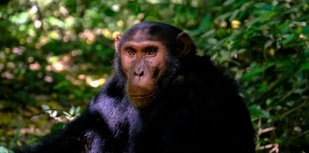 A close up picture of a chimpanzee in green vegetation