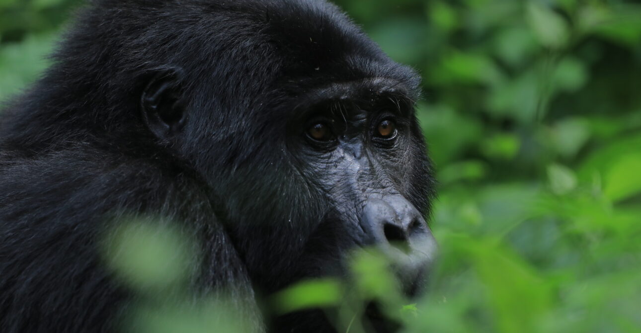 5-Day Gorilla Odyssey: Habituation Experience and Chimp Trekking Safari