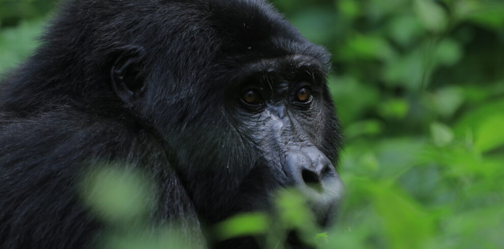 A close up picture of a gorilla in green vegetation