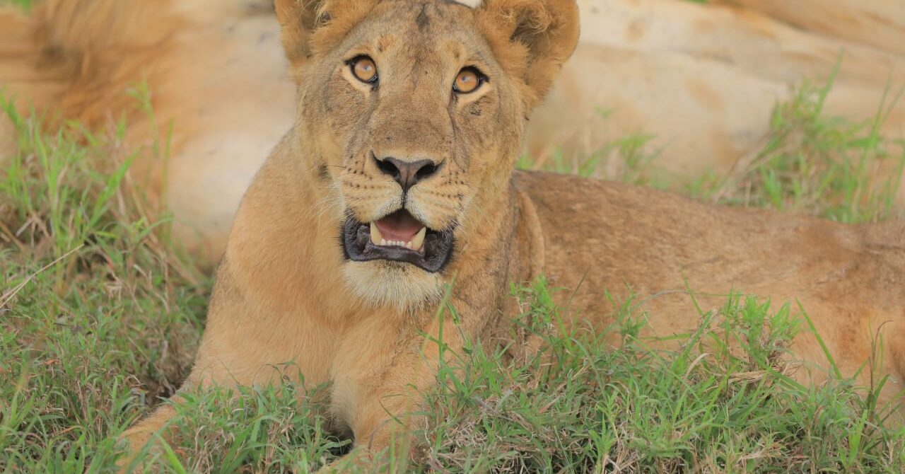 9-Day Lion’s Roar Expedition: Tree Climbing Lions and Chimpanzee Tour
