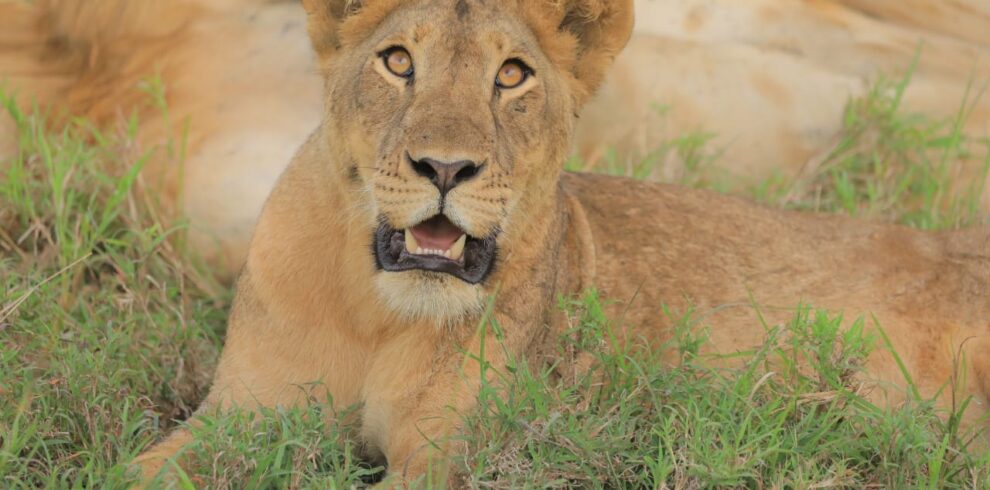 A close up picture of a lion in the jungle