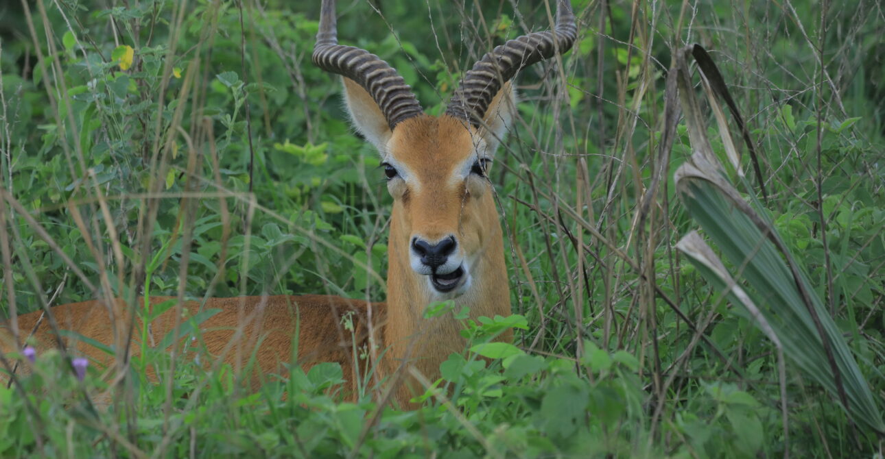 12-Day Wilderness Expedition: Uganda Wildlife Safari