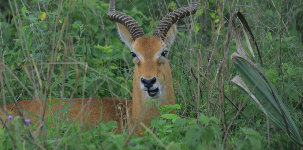 A close up picture of antelopes in Uganda