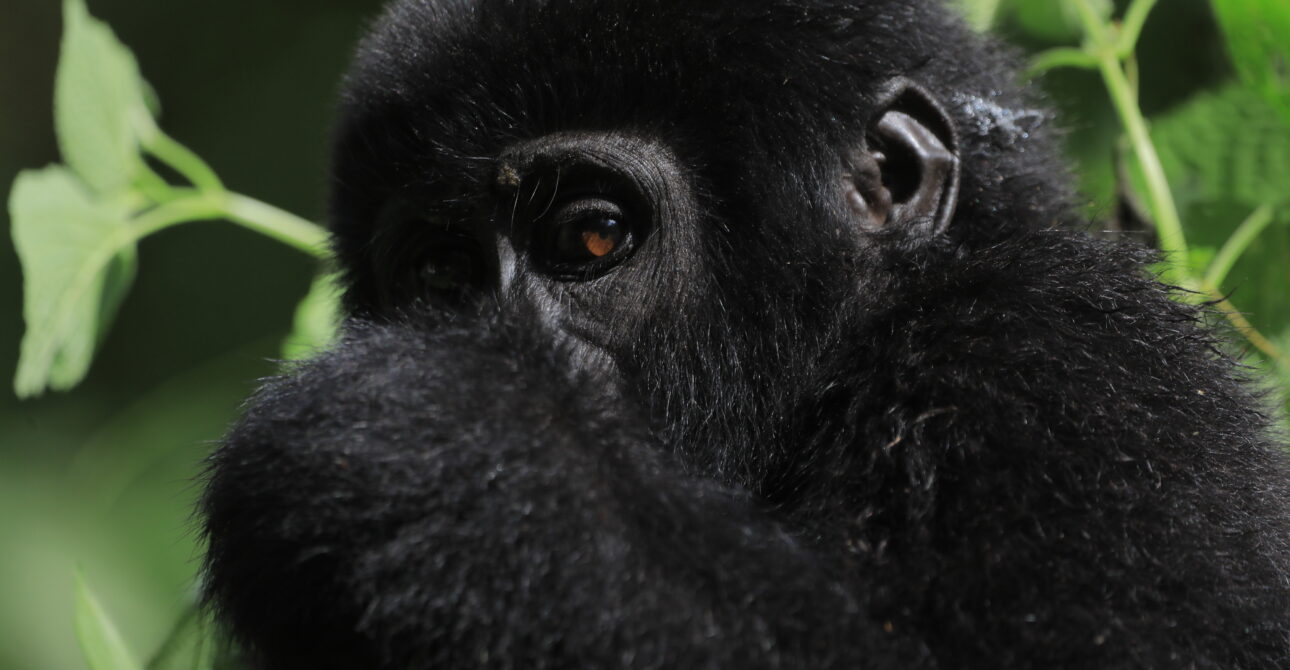 10-Day Gorilla Kingdom Quest: Gorilla, Chimps, and Wildlife Adventure