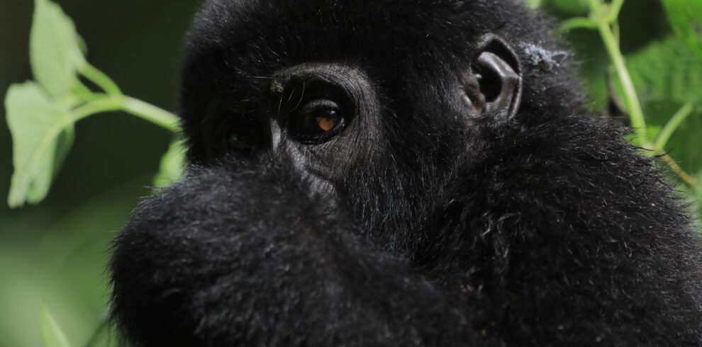 A close up picture of gorillas in Uganda