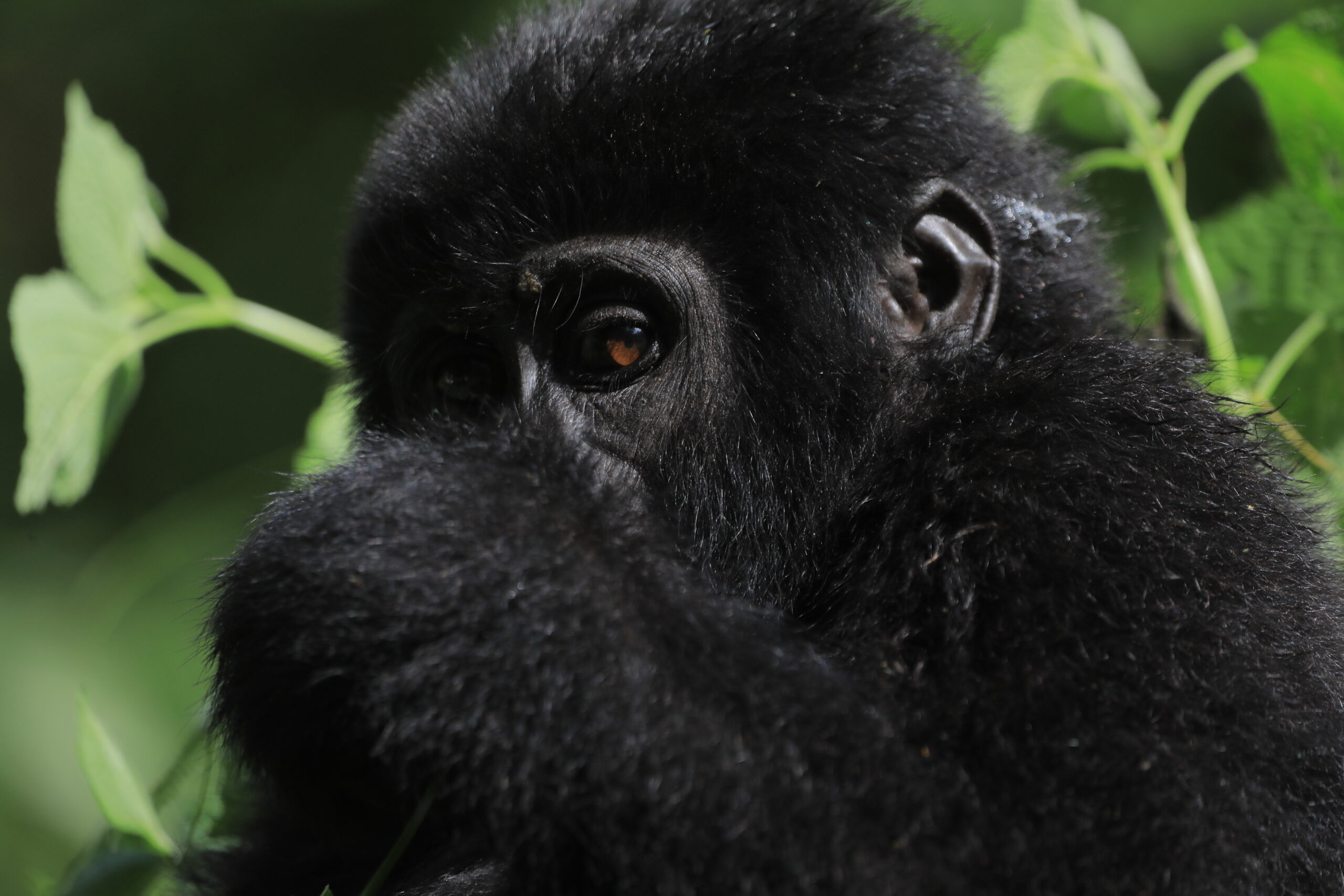 A close up picture of gorillas in Uganda