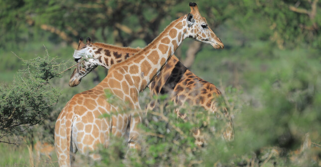 15-Day Cross-Border Safari: Uganda and Kenya Wildlife Exploration