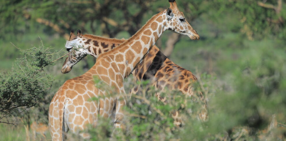 A close up picture of wildlife giraffes in Uganda