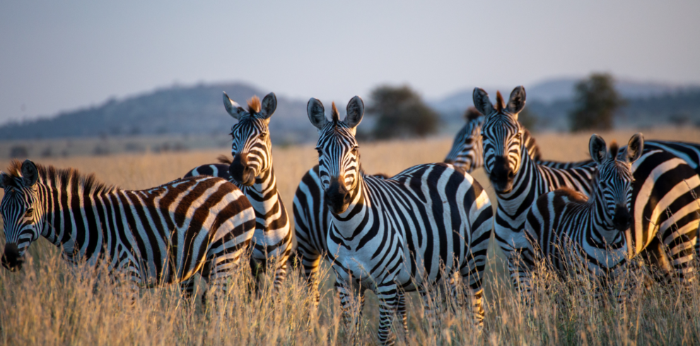 A close up picture of wildlife zebras in Uganda.