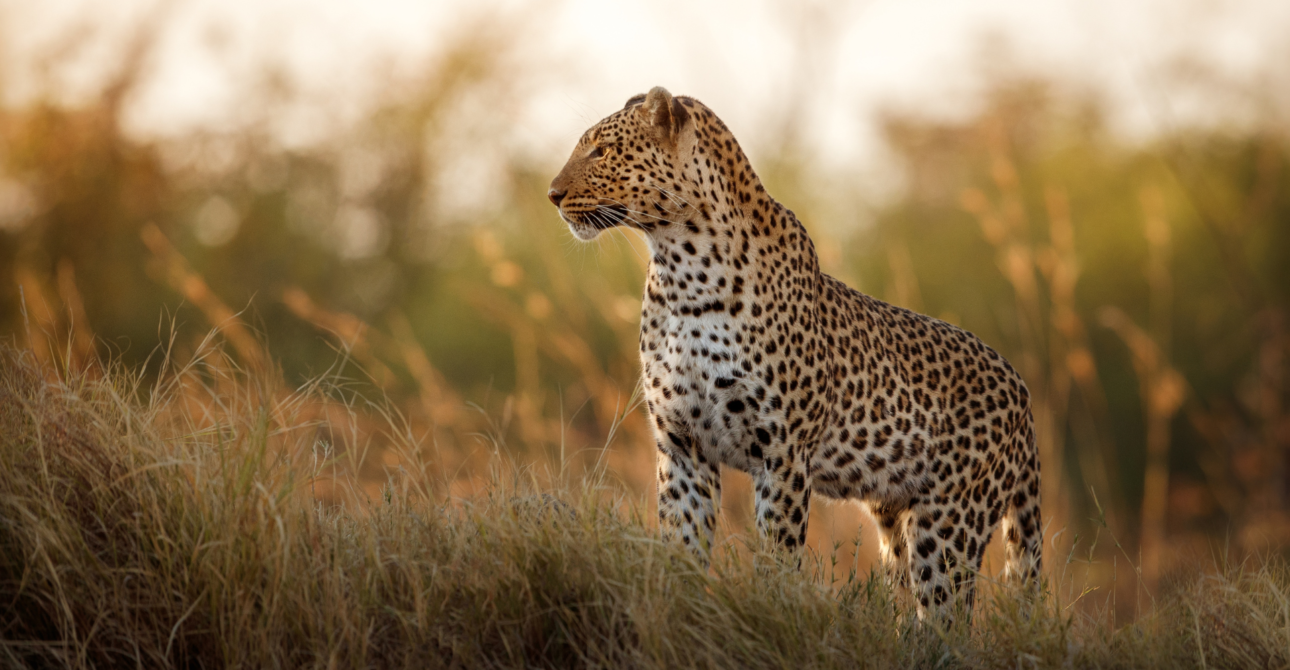 17-Day Wild Frontier Safari: Uganda Safaris