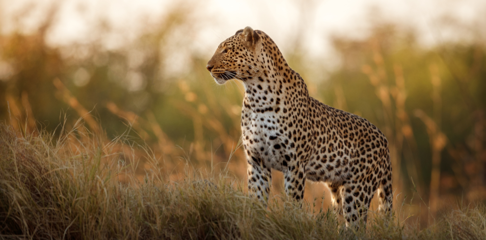 A closeup picture of a leopard in Uganda