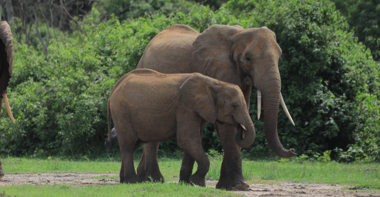 8-Day Uganda Untamed Expedition: Wildlife Exploration